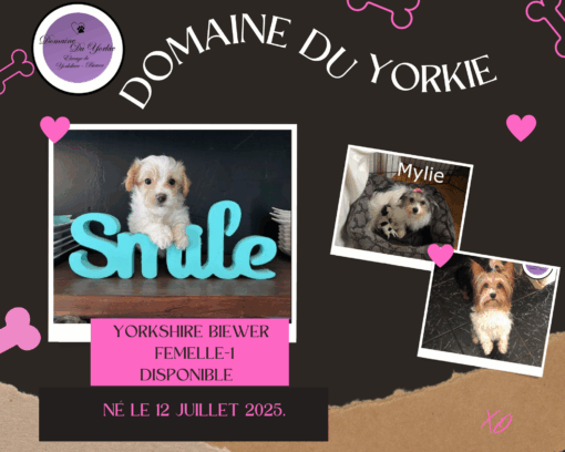 Chiots Yorkshire Biewer Couleur Gold Dust - Image 2