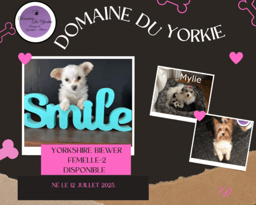 Chiots Yorkshire Biewer Couleur Gold Dust - Image 3