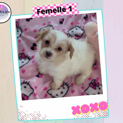 Chiots Yorkshire Biewer Couleur Gold Dust