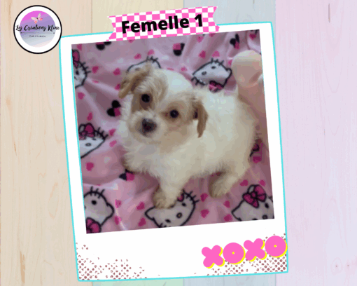 Chiots Yorkshire Biewer Couleur Gold Dust
